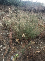 Baccharis plummerae