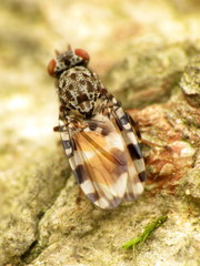 Pseudotephritis vau