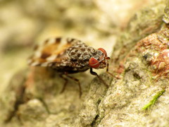 Pseudotephritis vau