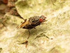 Pseudotephritis vau