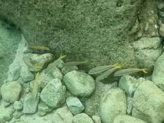 Mulloidichthys dentatus