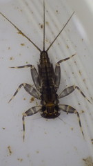 Stenacron interpunctatum