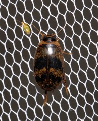 Rhantaticus congestus