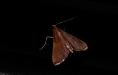 Endotricha mesenterialis