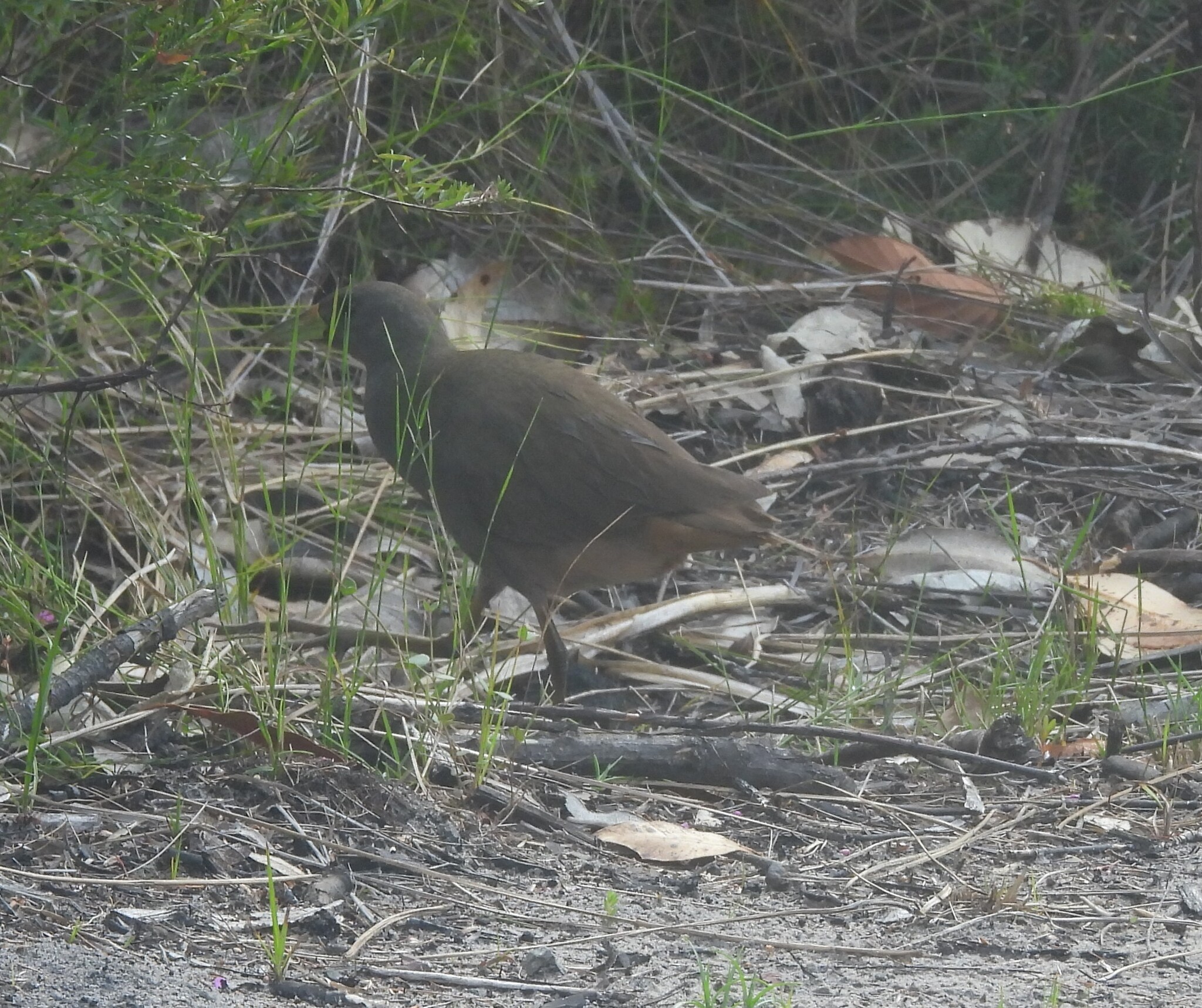 Pale-vented Bush-hen illustration