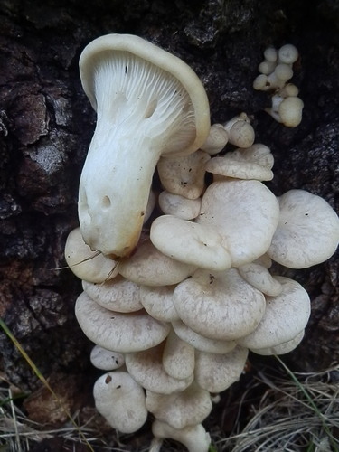 aspen oyster mushroom