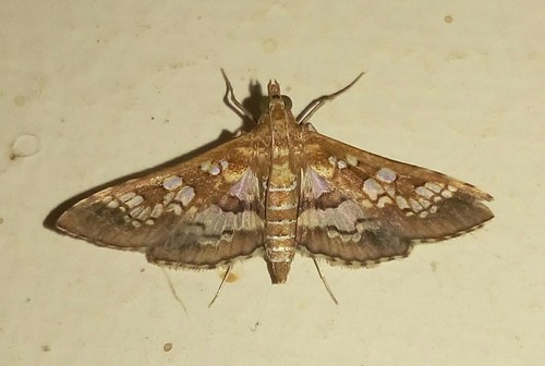Photo of Banded Pearl (Sameodes cancellalis)