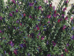 Echium sabulicola decipiens