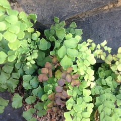 Adiantum braunii
