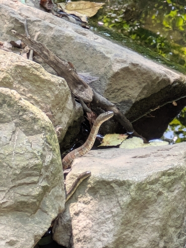 Northern Water Snake