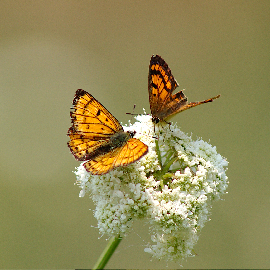 Lycaena butterflies