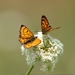 Copper Butterflies - Photo (c) Linda, some rights reserved (CC BY-NC), uploaded by Linda