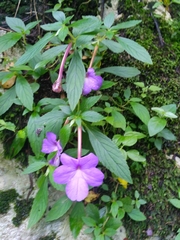 Achimenes longiflora