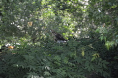 Buteo jamaicensis