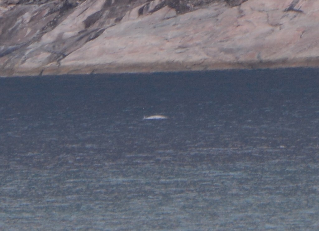 Monodon monoceros