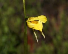 Diuris chryseopsis