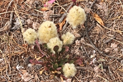 Ptilotus spathulatus