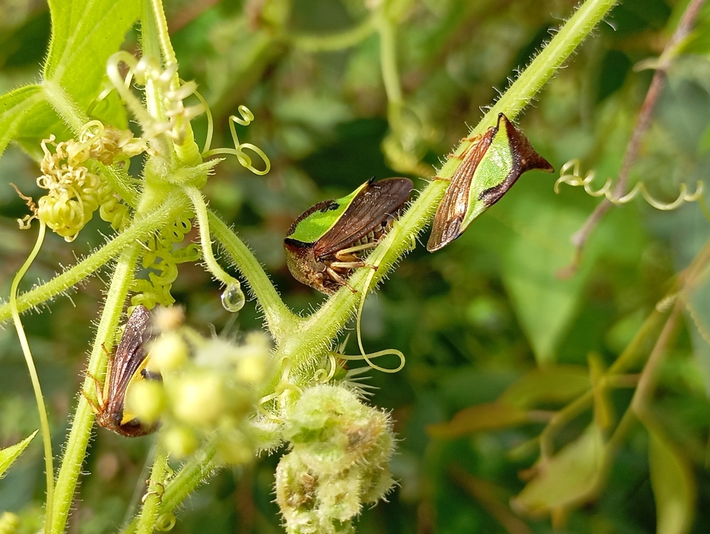Hyphinoe camelus