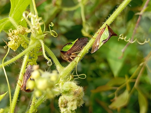 Hyphinoe camelus