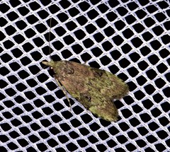 Heteromicta tripartitella