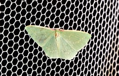 Chlorocoma melocrossa