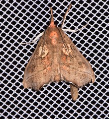 Styphlolepis hypermegas