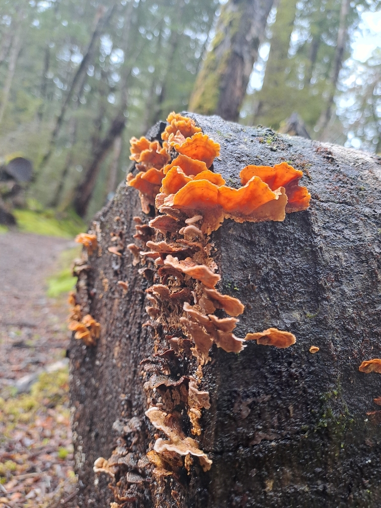Stereum hirsutum · September 2025 · photo: © n_armstrong (iNaturalist, cc0)