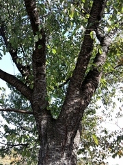 Prunus leveilleana