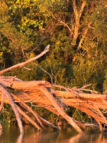 Belted Kingfisher photographed in Alabama