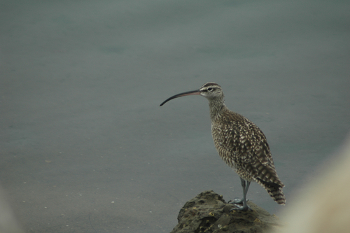 iNaturalist observation photo of Hudsonian Whimbrel