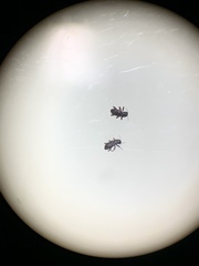 Microcylloepus