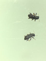 Microcylloepus