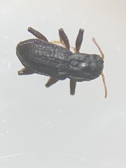 Microcylloepus