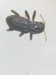 Microcylloepus