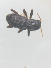 Microcylloepus