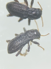 Microcylloepus