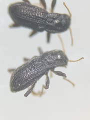 Microcylloepus