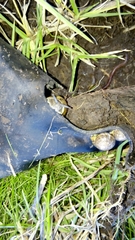 Cornu aspersum