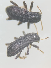 Microcylloepus