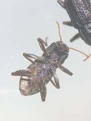 Microcylloepus