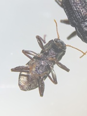 Microcylloepus