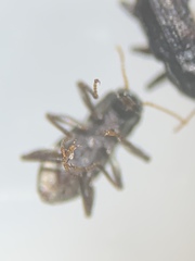 Microcylloepus