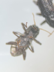 Microcylloepus