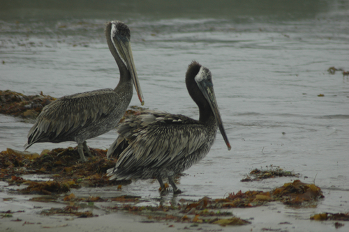 iNaturalist observation photo of Brown Pelican