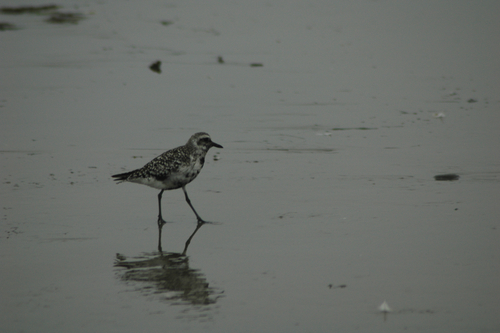 iNaturalist observation photo of Black-bellied Plover