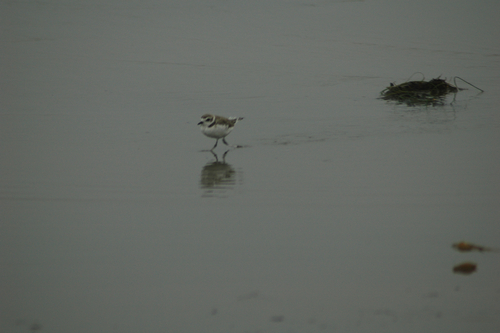 iNaturalist observation photo of Snowy Plover