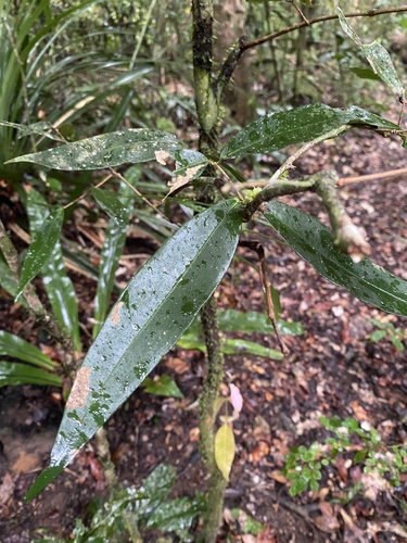 Syzygium cryptophlebium, 2025-07-10