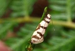 Philobota impletella