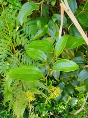 Smilax bracteata