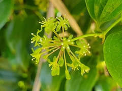 Smilax bracteata